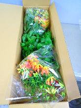 Load image into Gallery viewer, CNY/LNY 2026 Gloriosa &#39;Zen&#39; 80cm 420yen 40pcs
