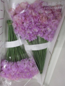 将图片加载到图库查看器，Lathyrus odoratus Super  70cm 600pcs  95yen/pcs (FOB)
