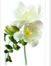 이미지를 갤러리 뷰어에 로드 , Freesia 50cm 95yen/pcs(FOB) 100pcs
