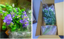 Load image into Gallery viewer, Lathyrus latifolius &#39;Blue Fragrance&#39; 60cm 290yen/pcs (FOB)  40pcs
