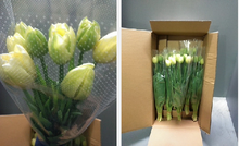 이미지를 갤러리 뷰어에 로드 , Tulipa Mix  40cm 150yen/pcs(FOB)  200pcs
