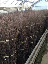 이미지를 갤러리 뷰어에 로드 , CNY/LNY 2025 Prunus mume White 130cm 225yen/pcs 50pcs
