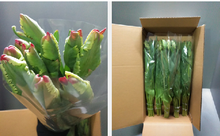 이미지를 갤러리 뷰어에 로드 , Tulipa Mix  40cm 150yen/pcs(FOB)  200pcs
