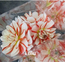 이미지를 갤러리 뷰어에 로드 , Dahlia 60cm 320yen/pcs(FOB)  40pcs
