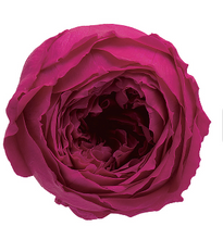 이미지를 갤러리 뷰어에 로드 , Preserved Rosa  &#39;Temari&#39;  1 box= 8pcs  2535yen/box
