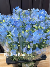 이미지를 갤러리 뷰어에 로드 , Delphinium grandiflorum Spray 70cm 315yen/pcs 90pcs
