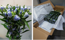 이미지를 갤러리 뷰어에 로드 , Gentiana scabra &#39;Pastelbell&#39;  70cm 4F 125yen/pcs 100pcs
