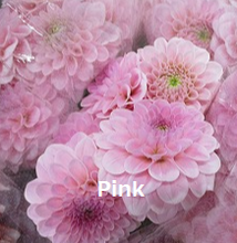 이미지를 갤러리 뷰어에 로드 , Dahlia 60cm 320yen/pcs(FOB)  40pcs
