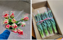 将图片加载到图库查看器，Tulipa Mix  40cm 150yen/pcs(FOB)  200pcs
