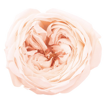 이미지를 갤러리 뷰어에 로드 , Preserved Rosa  &#39;Temari&#39;  1 box= 8pcs  2535yen/box
