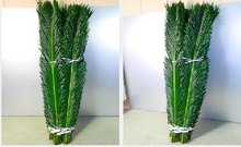 將圖片載入圖庫檢視器 Cycas revoluta 110cm 90yen/pcs(FOB)   50pcs
