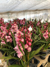 将图片加载到图库查看器，CNY/LNY2025 Pot Plant  Cymbidium  60cm-80cm  5F 6600yen/pcs
