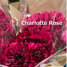 Load image into Gallery viewer, Ranunculus   Charlotte  (Super)  60cm 120pcs  250yen/pcs
