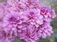 이미지를 갤러리 뷰어에 로드 , Dahlia 60cm 320yen/pcs(FOB)  40pcs
