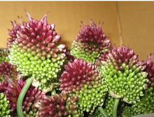 이미지를 갤러리 뷰어에 로드 , Allium Dancing Tancho   60-70cm 165yen/pcs 100pcs
