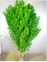 이미지를 갤러리 뷰어에 로드 , Asparagus myriocladus 80cm 300yen/pcs(FOB)  30pcs
