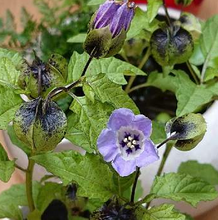 이미지를 갤러리 뷰어에 로드 , Nicandra physaloides 50-70cm 140yen/pcs 40pcs
