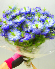 Load image into Gallery viewer, Nigella 40-60cm  95yen/pcs(FOB)  100pcs
