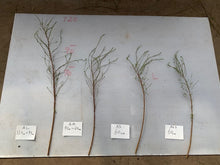 Load image into Gallery viewer, Spiraea thunbergii   90cm 190yen/pcs 100pcs
