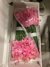 將圖片載入圖庫檢視器 Lathyrus odoratus Super  70cm 600pcs  95yen/pcs (FOB)
