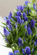 Load image into Gallery viewer, Gentiana scabra Blue 80cm 100yen/pcs 100pcs
