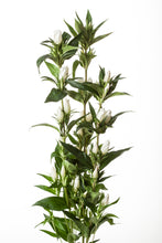 將圖片載入圖庫檢視器 Gentiana scabra White 80cm 125yen/pcs 100pcs
