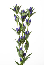 將圖片載入圖庫檢視器 Gentiana scabra Blue 80cm 100yen/pcs 100pcs
