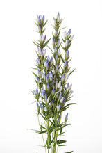 이미지를 갤러리 뷰어에 로드 , Gentiana scabra &#39;Pastelbell&#39;  70cm 4F 125yen/pcs 100pcs
