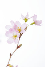 이미지를 갤러리 뷰어에 로드 , CNY/LNY2025 Prunus Cherry Blossom 125cm 420yen/pcs 60pcs
