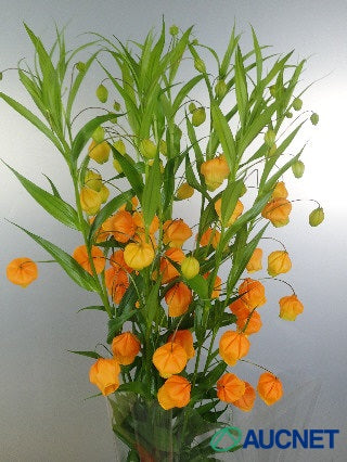 Sandersonia aurantiaca 70cm 315yen/pcs 60pcs